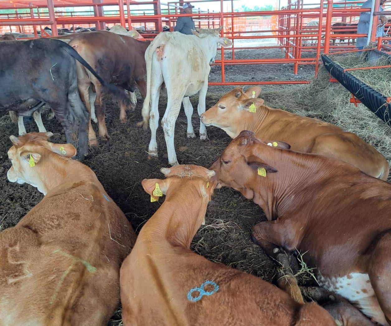 Canícula da tregua al ganado de la región
