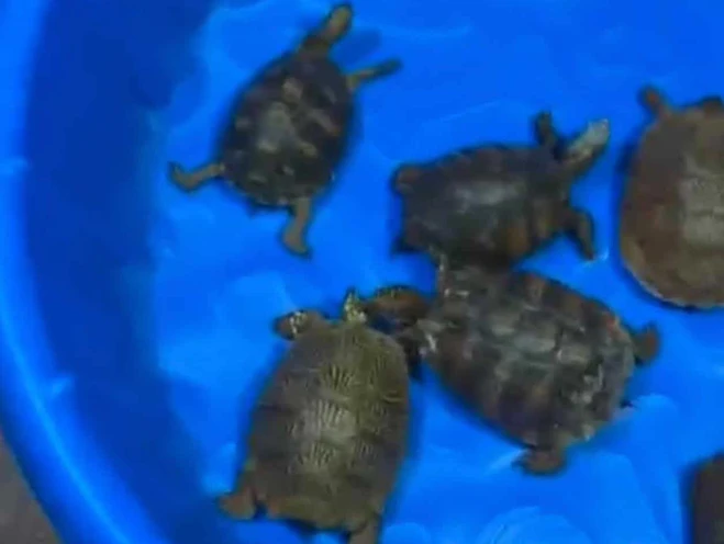  Decomisan 350 tortugas traficadas de CDMX a Matamoros
