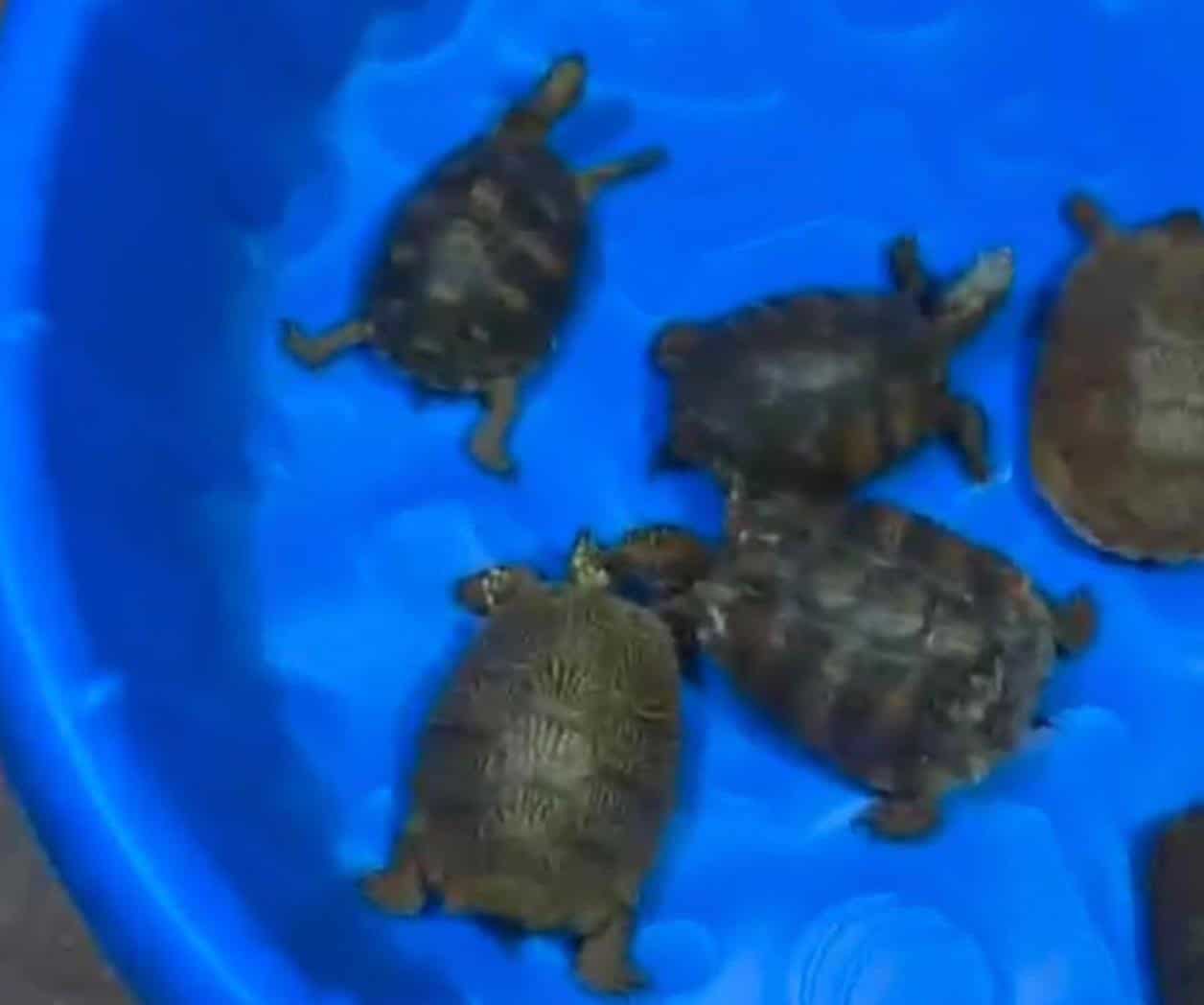 Decomisan 350 tortugas traficadas de CDMX a Matamoros