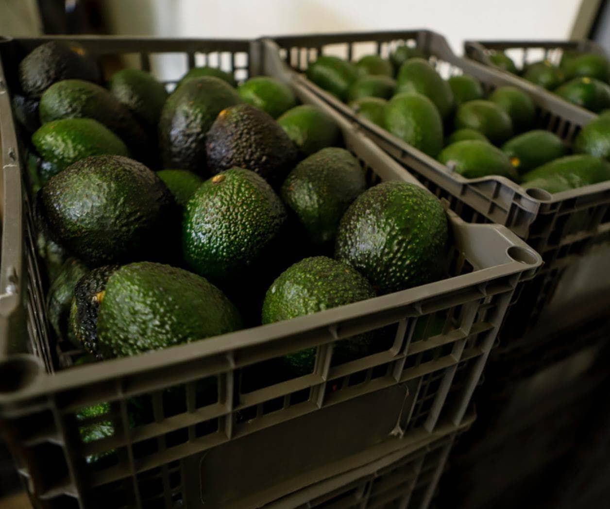 Las razones detrás de las interrupciones en la venta de aguacates mexicanos a Estados Unidos