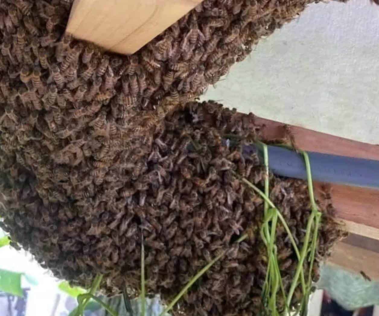 Crecen llamados por enjambres
