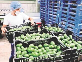 Buscan delegar a Senasica labor de certificadores de EU