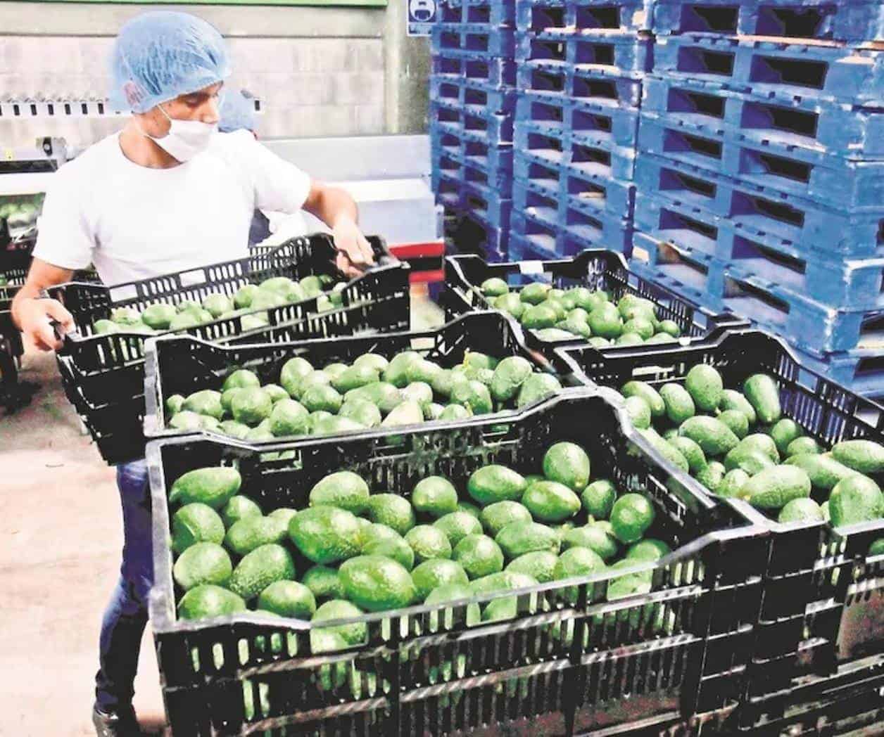 Buscan delegar a Senasica labor de certificadores de EU