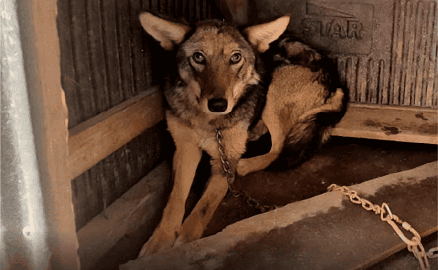 Profepa rescata a coyote encadenado en vivienda del Edomex