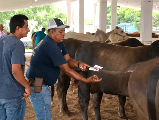 Apoyan con subsidio a ganaderos de Aldama para sementales