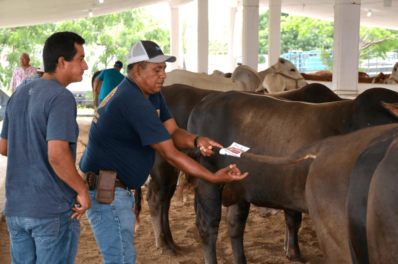 Apoyan con subsidio a ganaderos de Aldama para sementales