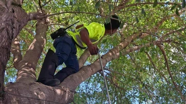 Víboras llegan a zonas urbanas