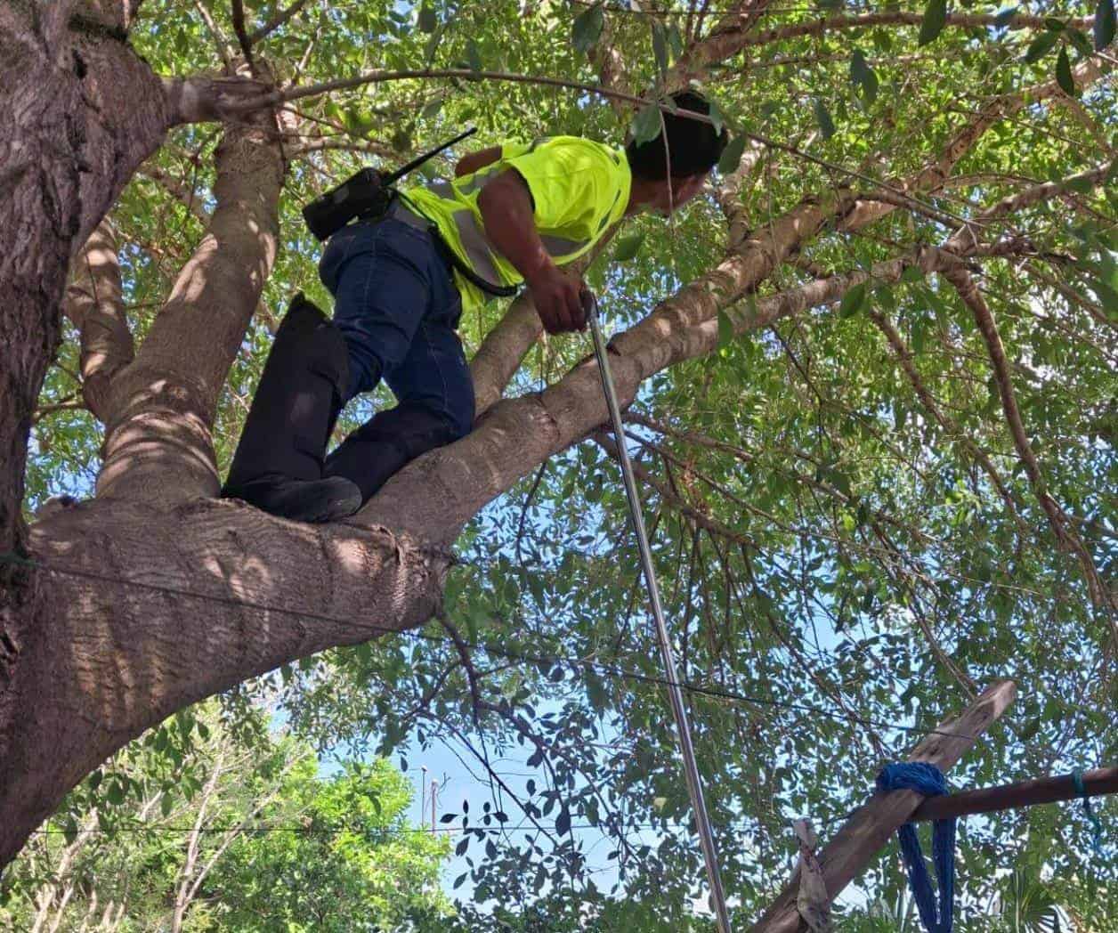 Víboras llegan a zonas urbanas