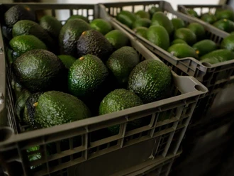 Reanuda Michoacán el envío de aguacate a Estados Unidos