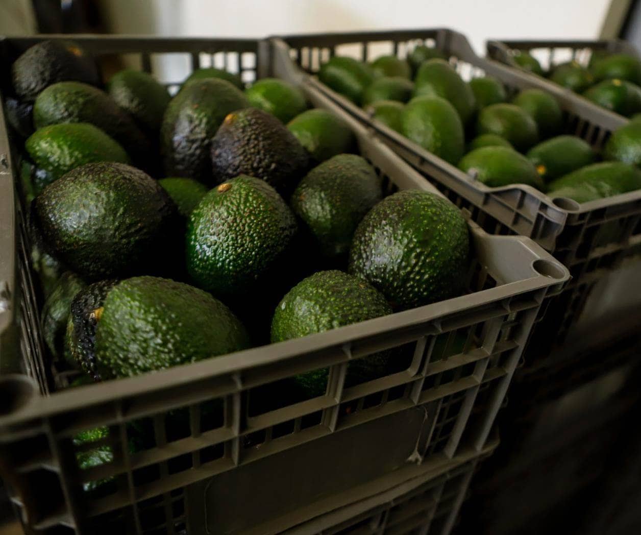 Reanuda Michoacán el envío de aguacate a Estados Unidos