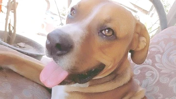 Alertan por el golpe de calor en mascotas