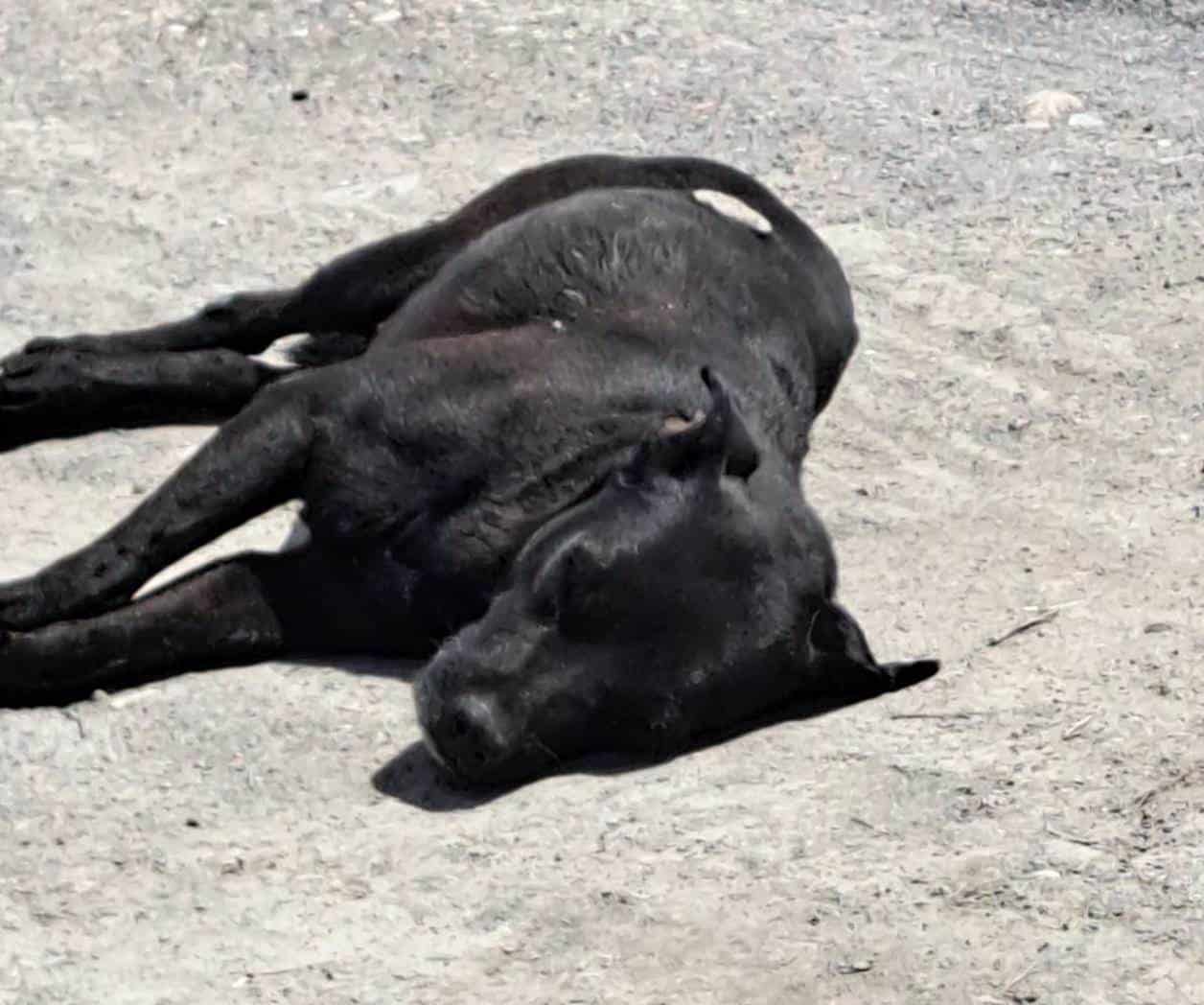 Perros de la calle, los más expuestos al calor