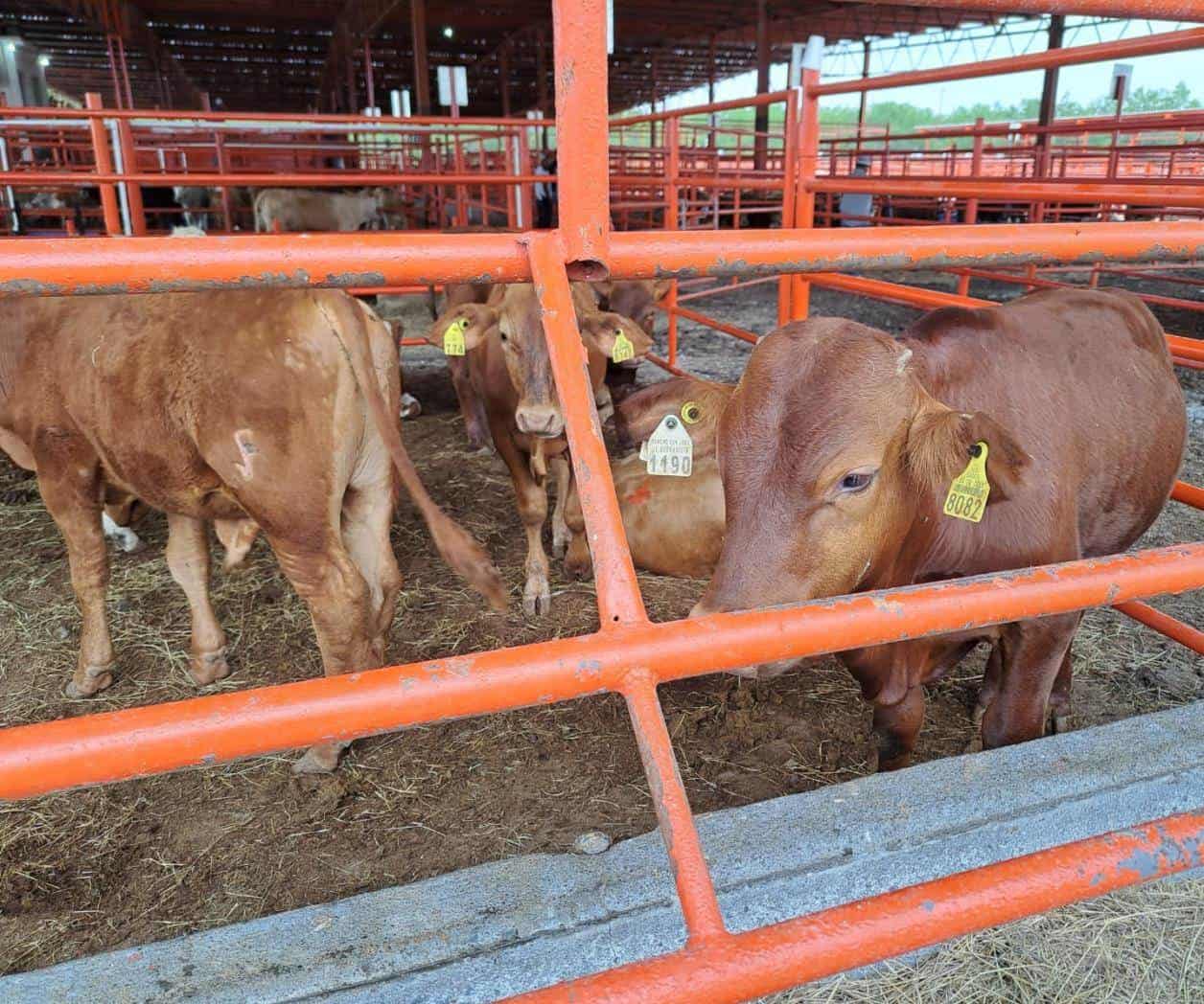 Están Listos ganaderos para exportar sus animales