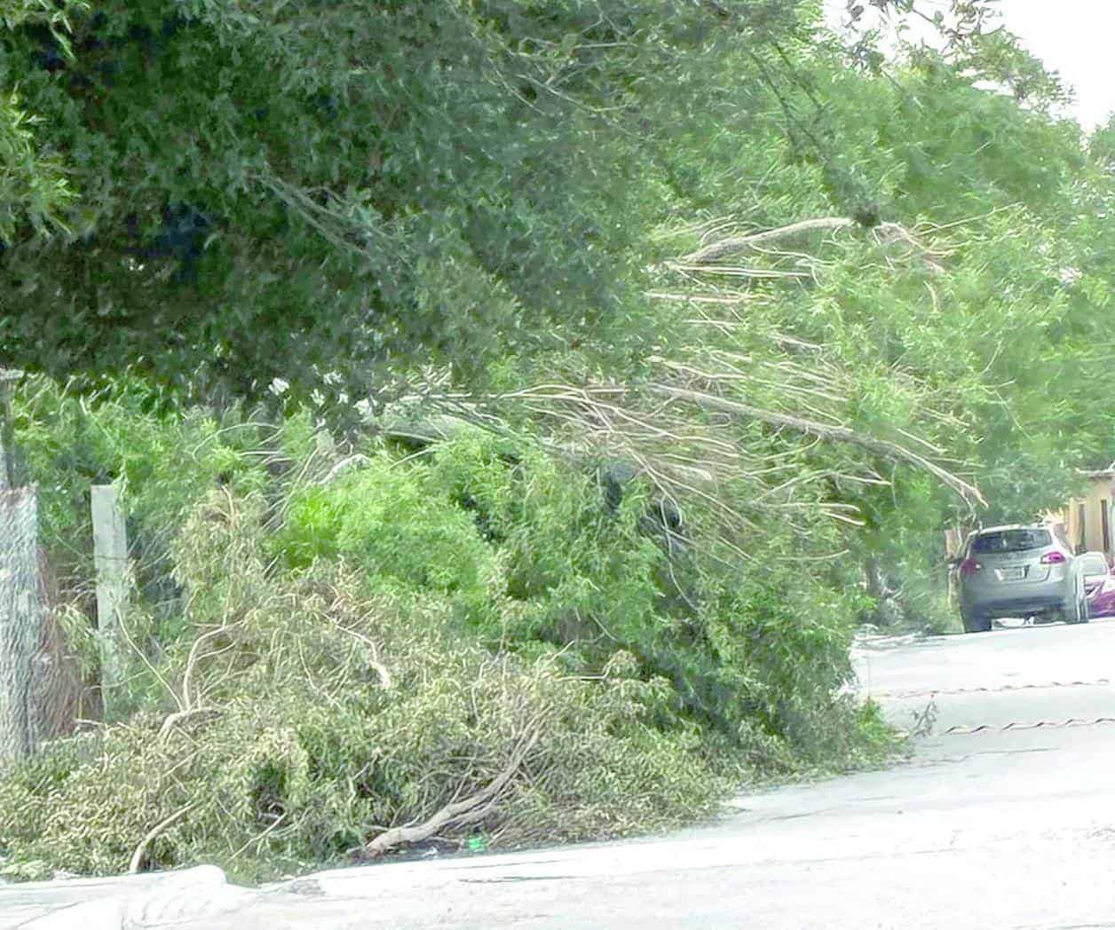 Derriba árbol poste en la Fundadores
