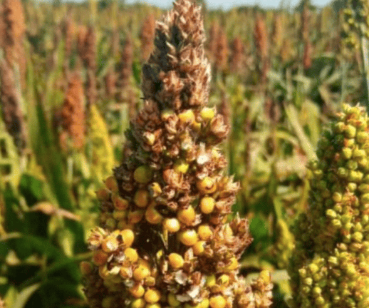 Sinaloa envía más de un millón de toneladas de sorgo rojo a China
