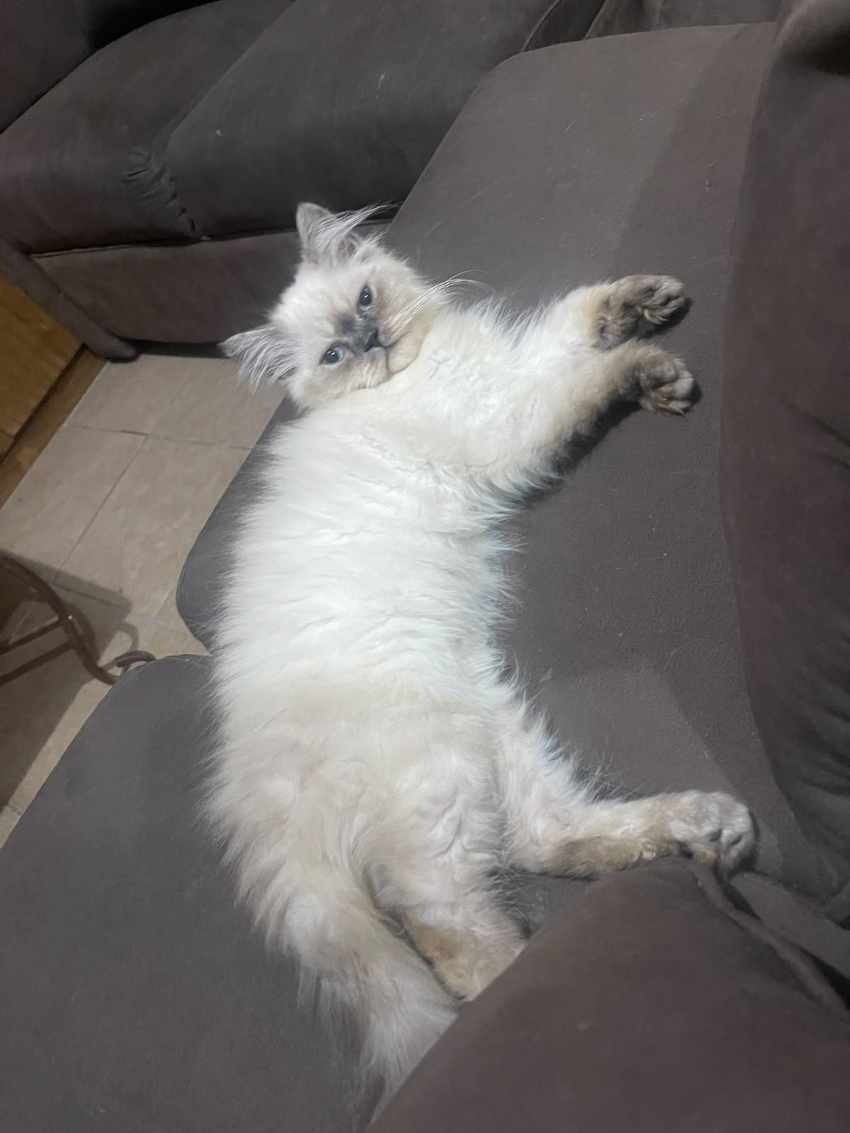 GATITOS PERSA, 5 