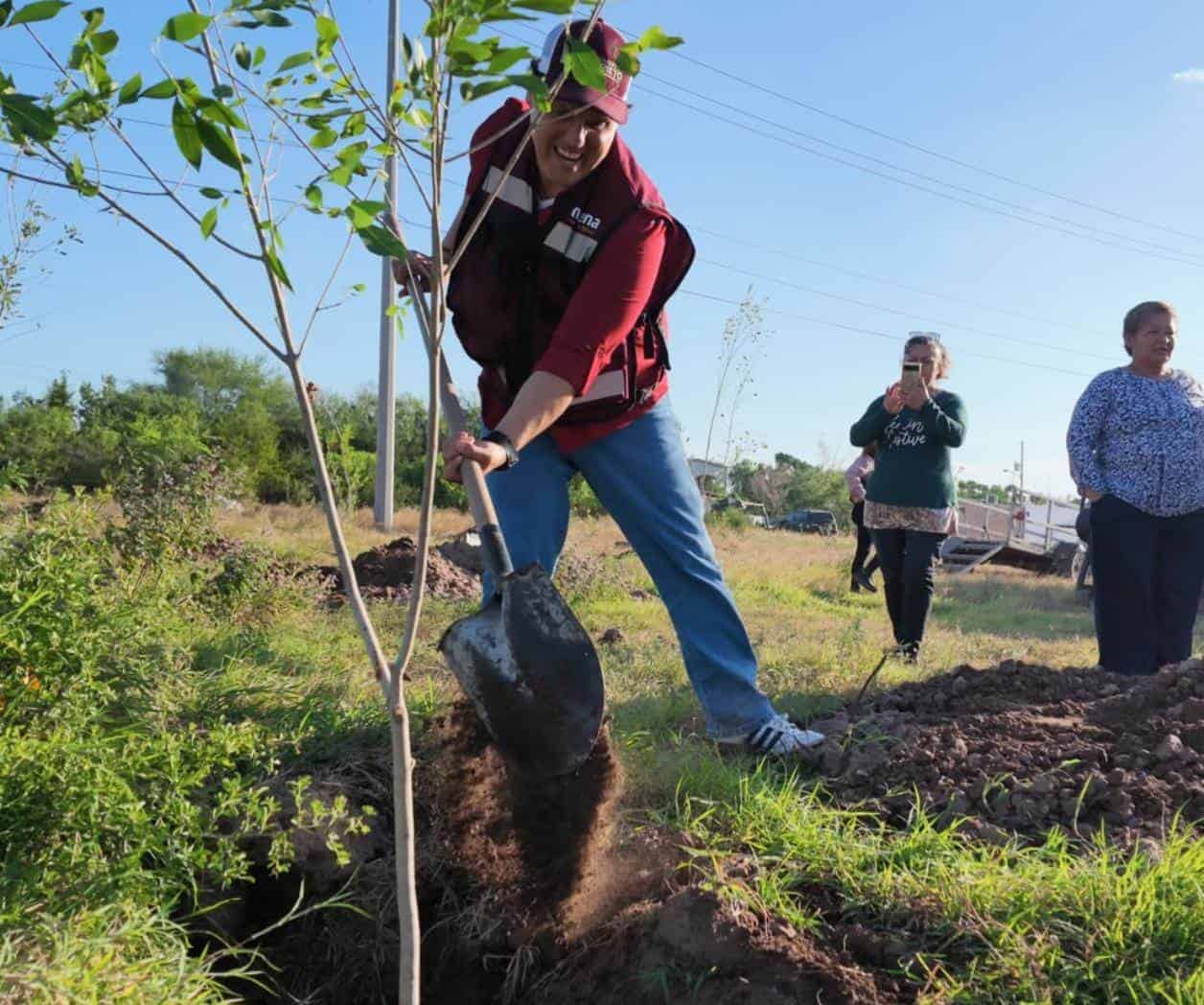 Aumentan áreas verdes al plantar 80 árboles