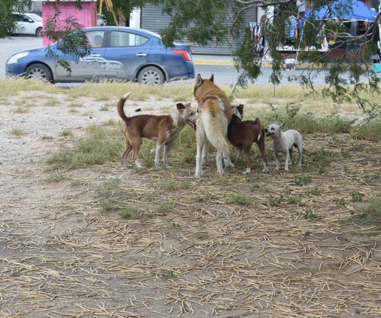 Buscan fortalecer acciones contra maltrato animal