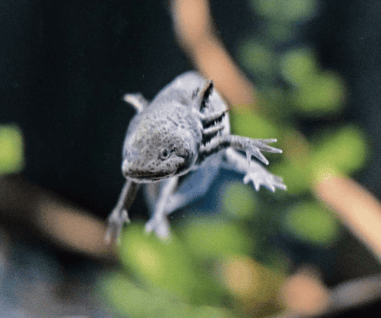 Recuperan en España 29 ajolotes mexicanos, especie protegida