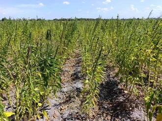 Ajonjolí desplaza al sorgo