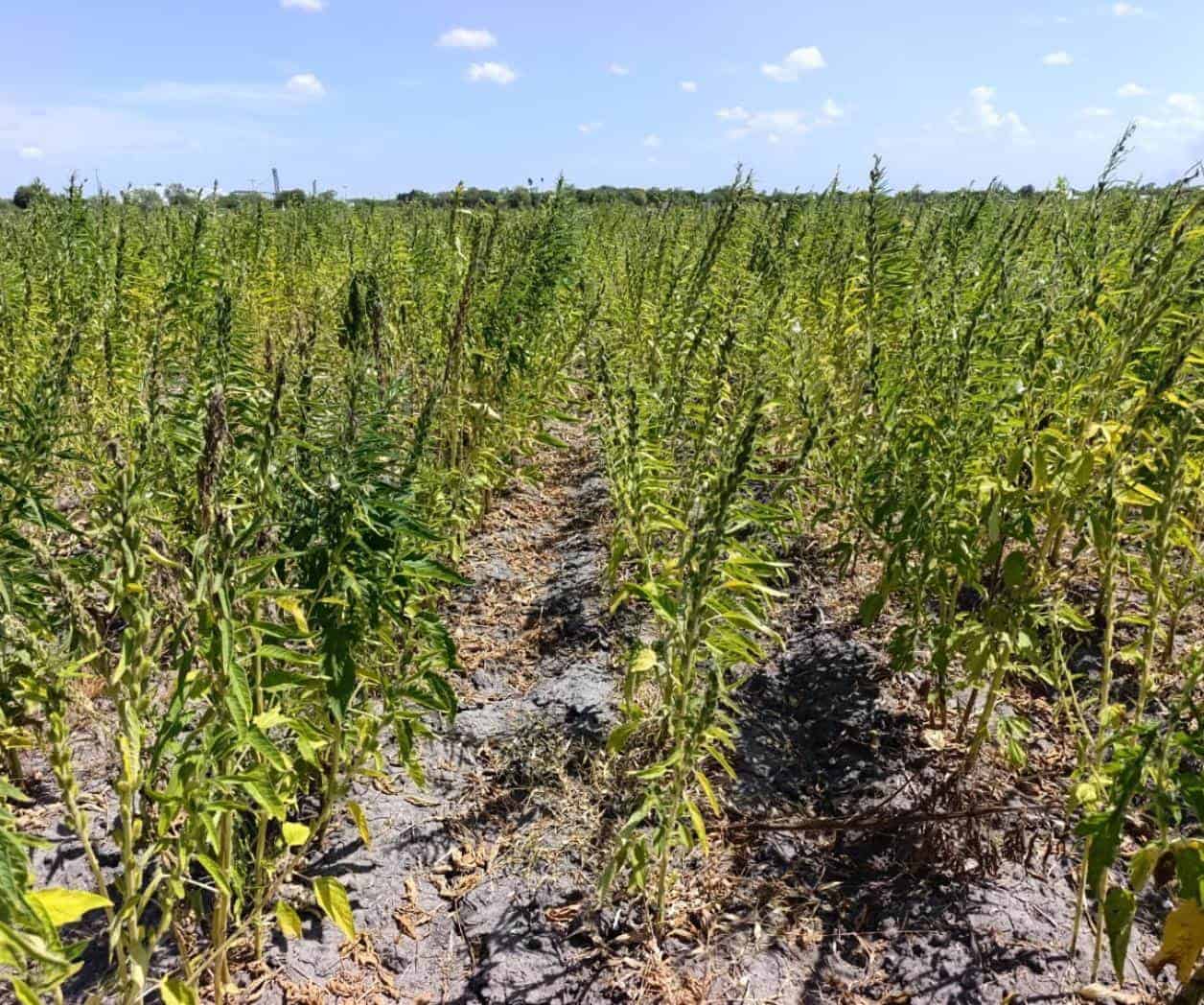Ajonjolí desplaza al sorgo