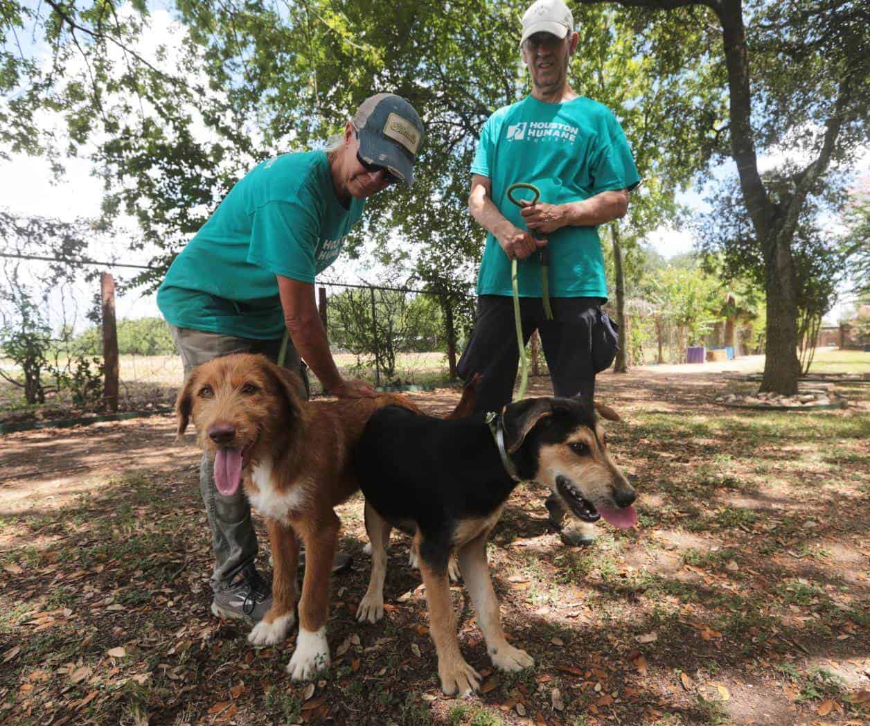 Preocupación por el gusano barrenador frena adopciones de mascotas en Texas