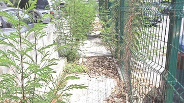 Caminan al hospital entre hierba y basura