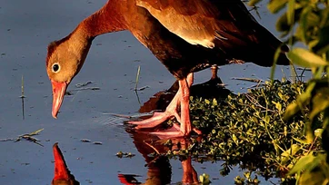 Edinburg compite para obtener la designación, Ciudad de los Pájaros