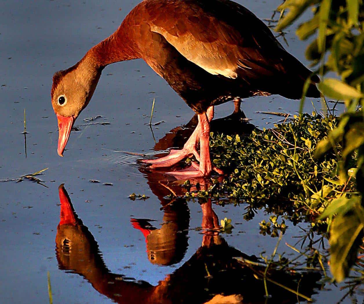 Edinburg compite para obtener la designación, Ciudad de los Pájaros