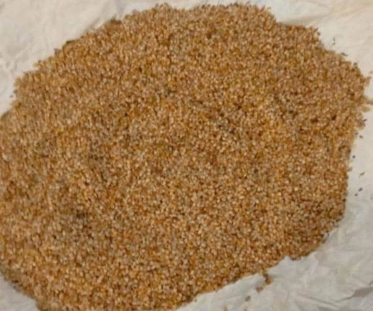 Inicia cosecha de ajonjolí