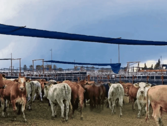 Sonora retoma exportación de ganado a Estados Unidos