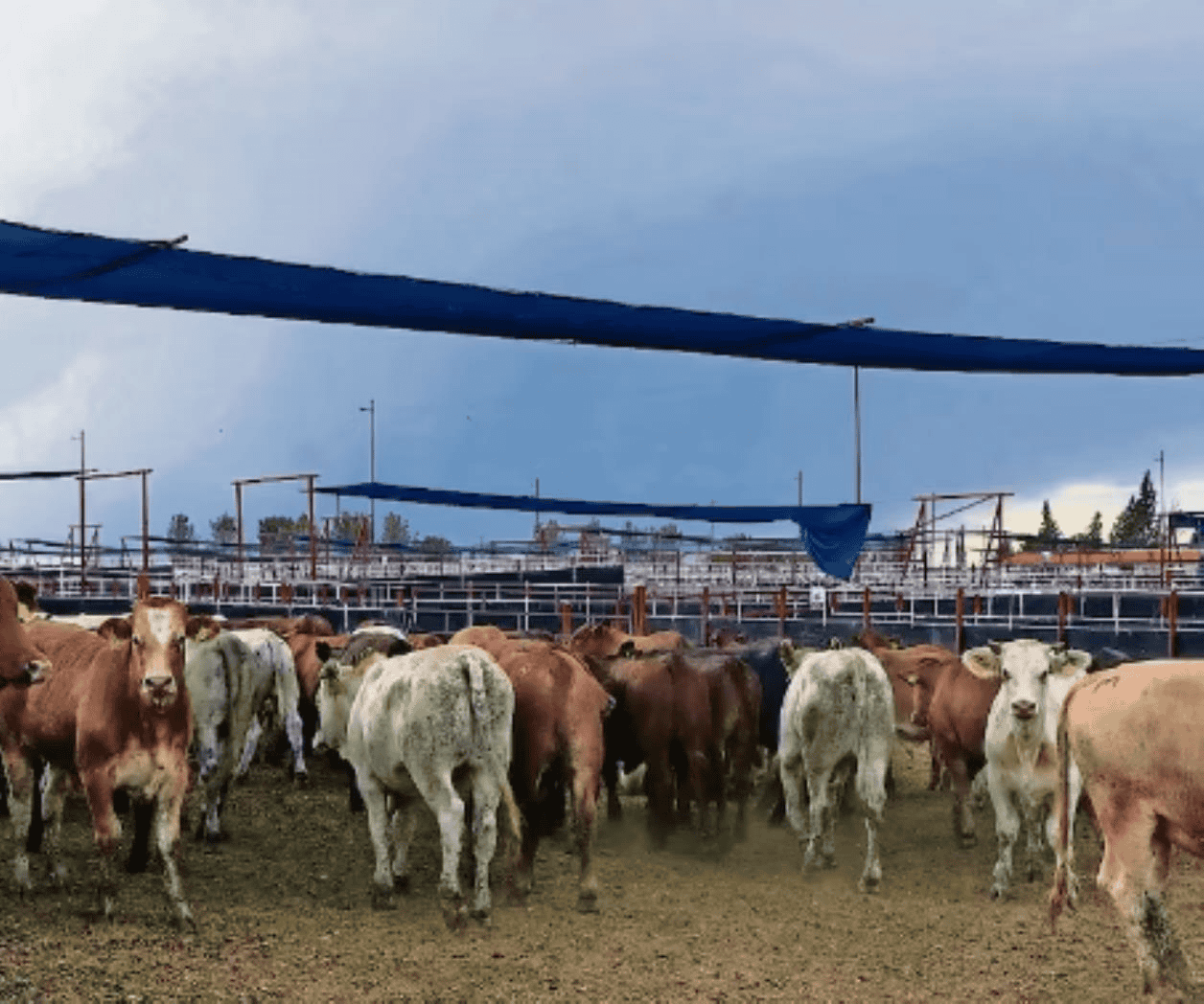 Sonora retoma exportación de ganado a Estados Unidos