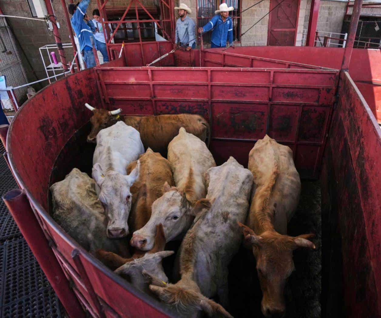 Economistas dudan que reanudación de compra de ganado mexicano reduzca precios de carne en EEUU