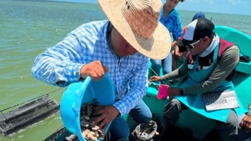 Supervisan aumento de producción de ostión en Laguna Madre