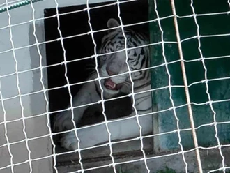  Aseguran 130 animales exóticos e hidrocarburo en Tamaulipas