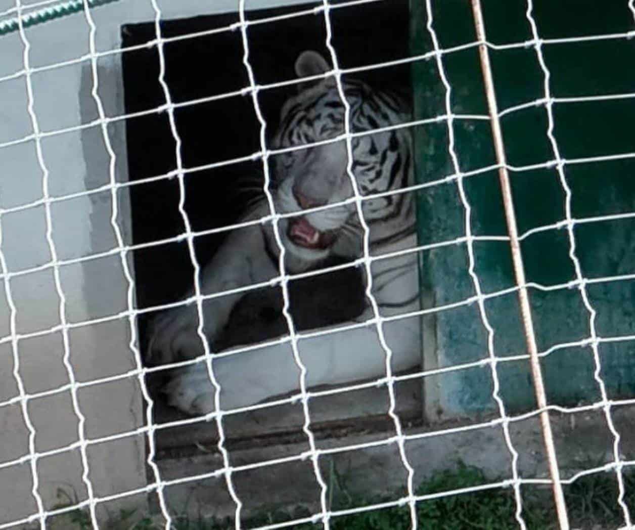  Aseguran 130 animales exóticos e hidrocarburo en Tamaulipas