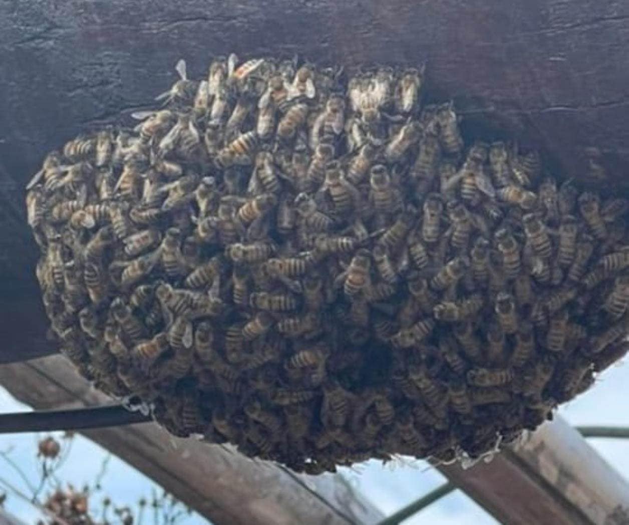 Nuevo ataque de abejas; ahora en La Florida