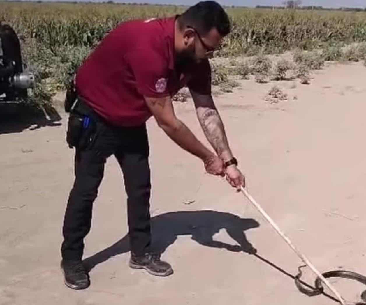 Sacan a serpiente de biblioteca de escuela