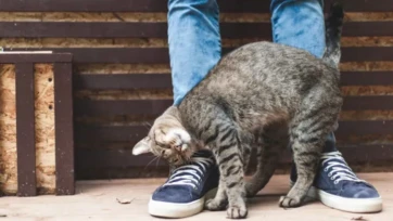 Independientes, pero no indiferentes; ¿tu gato te extraña?