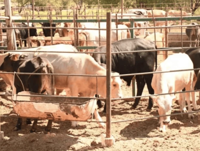 Confirman primeros 6 casos de gusano barrenador en ganado en Choix