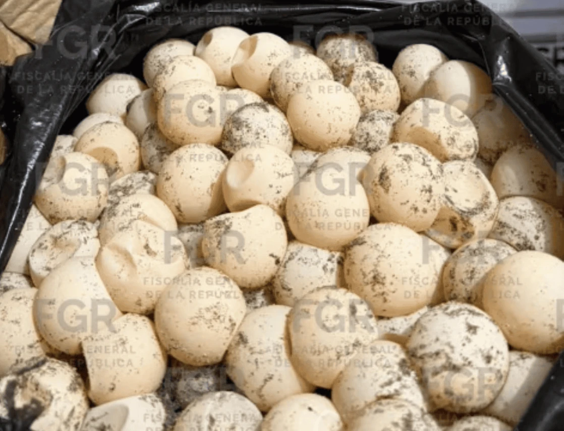 Detienen a una persona con mil 800 huevos de tortuga