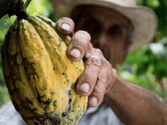 Reconocen el valor del cacao en la gastronomía mexicana