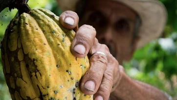 Reconocen el valor del cacao en la gastronomía mexicana