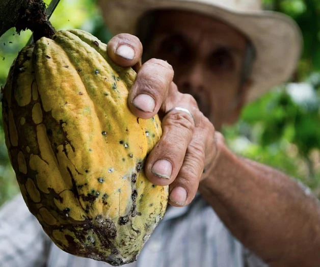 Reconocen el valor del cacao en la gastronomía mexicana