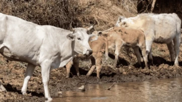 Ganaderos de Sinaloa enfrentan plaga de gusano barrenador