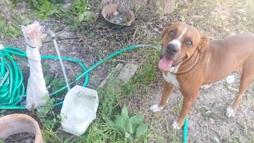 Autoridades exhortan a cuidar mascotas por altas temperaturas