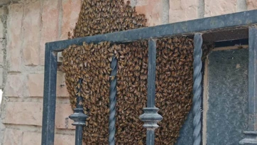 Bomberos advierten sobre enjambres de abejas en Valle Hermoso