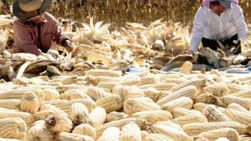 Sinaloa ajustará pagos a productores de maíz esta semana