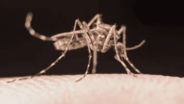 El brote de dengue en Florida ahora es el más grande en un estado de EEUU en décadas