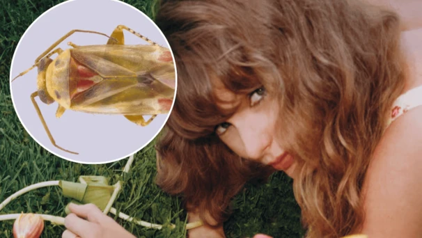 Nombran nuevo género de insectos en honor a Taylor Swift